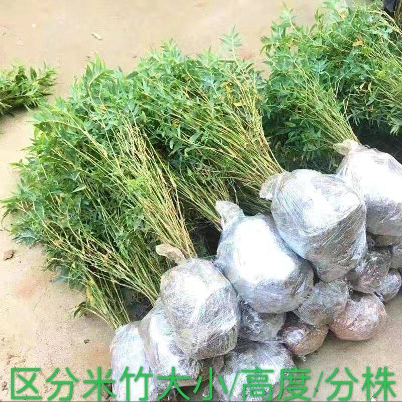 米竹盆栽耐阴植物小型竹子室内水养观赏竹苔藓球微景观盆景凤尾竹,鲜花速递/花卉仿真/绿植园艺,绿植,淘宝优惠券,粉丝福利购,淘宝优惠卷