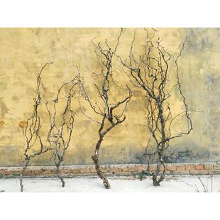 龙艺术枝天然弯曲造型枝条干支枣树插花软装材料枯枝森系创意摆件