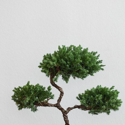 静室内花舍 三层塔松盆景办公艺桌面松柏禅意花卉盆栽乔迁送直销