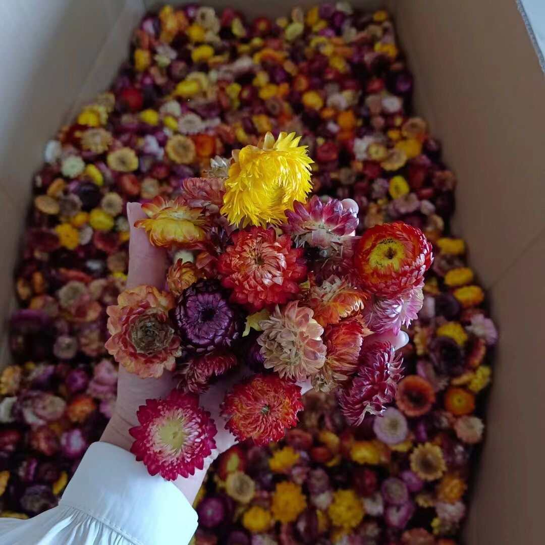七彩菊花头麦杆菊干花花材手工现货diy干花材料包搭配批发