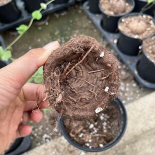 南非龟甲龙批发球径5cm大小贵块根货植物多年生基地自产自销