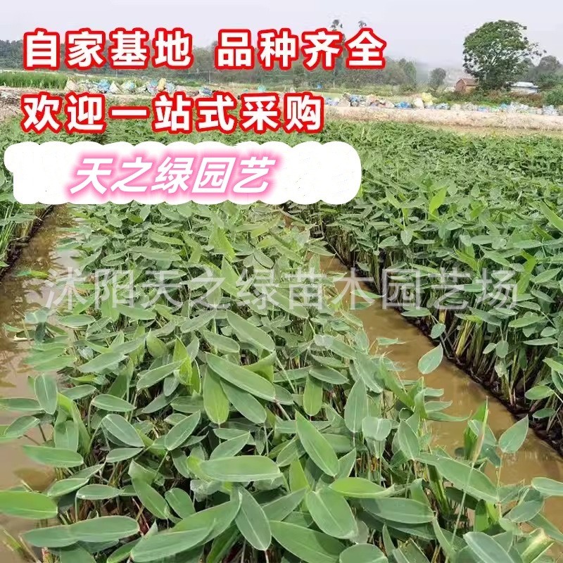 水培水生花卉再旱伞草水竹美人蕉力花黄菖蒲千屈菜苗池塘湿地植物