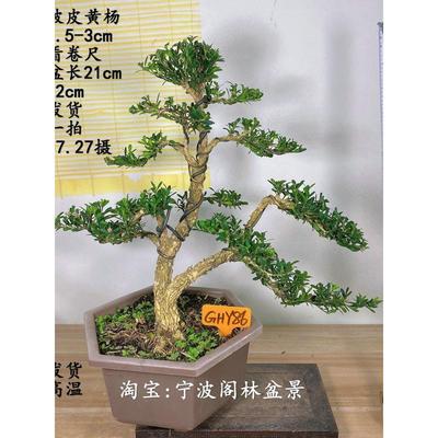 雀舌皱皮黄杨盆景盆栽造型老桩老盆口室内外绿植对号发货一物一拍