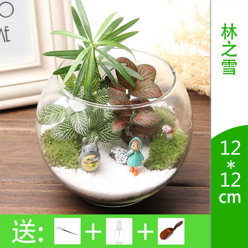 微景观组合微观苔藓绿植物玻璃摆件盆栽生态瓶材料包盆景套装
