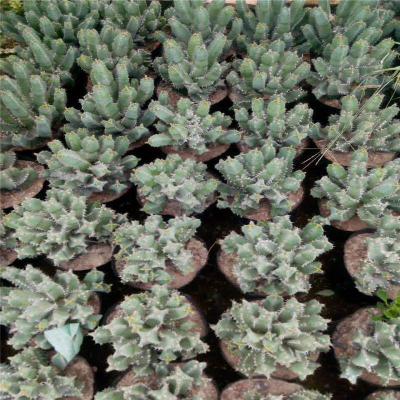 白角麒麟大戟科现代沙漠植物馆展览景观布置施工植物园生态园