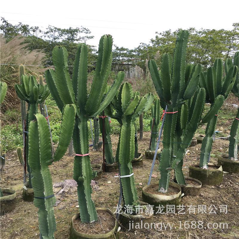 大型沙漠盆栽布景大戟阁植物西餐厅室内无刺沙漠景观衣服店展览