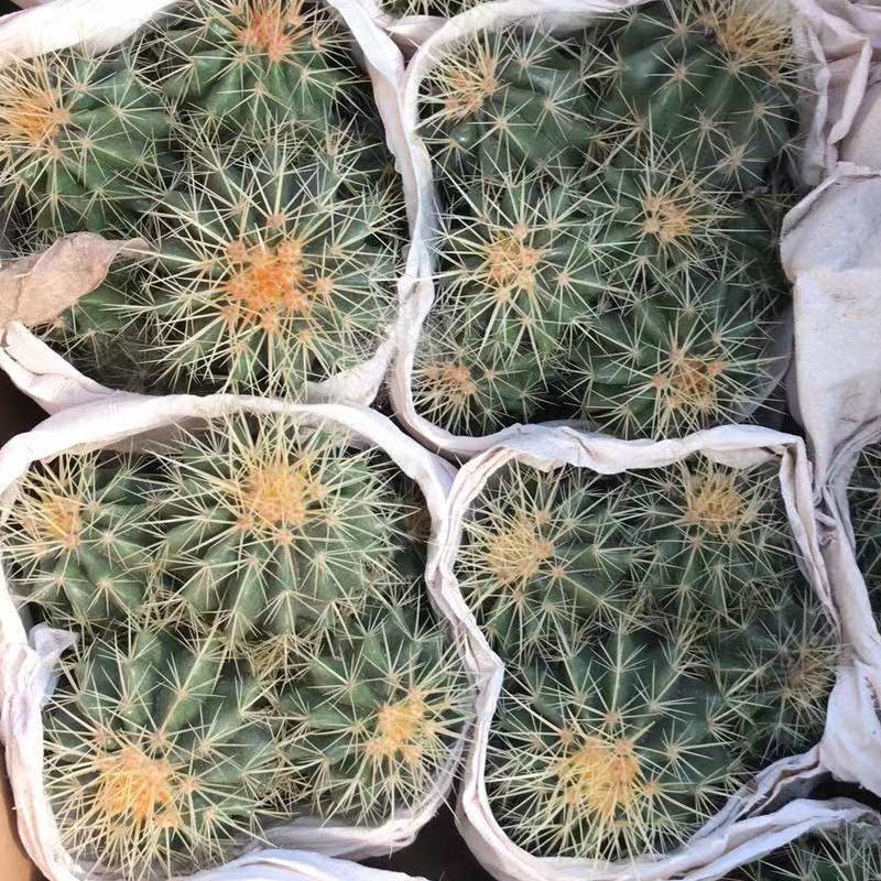 盆栽牡丹植物多头金虎仙人球批发小盆栽桌面多肉植物办公室绿植