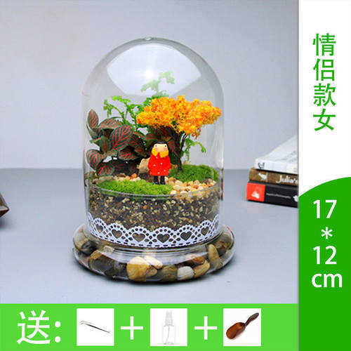 微景观套装微观苔藓绿植物玻璃组合盆栽生态瓶材料包盆景摆件