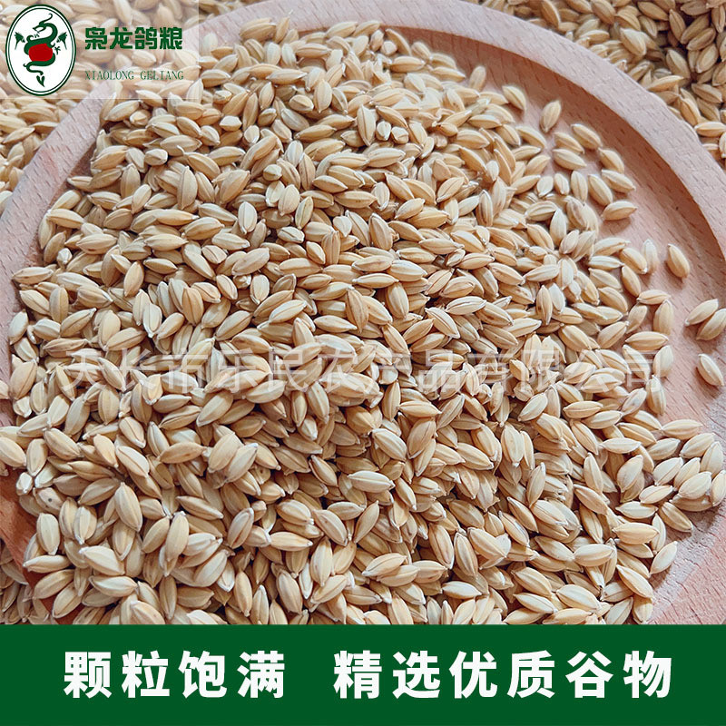 枭龙禽东北圆粒稻谷当季新粮20公斤赛鸽信鸽鸽子食喂鸡鸭鸽粮