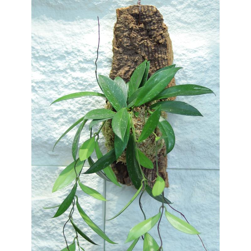板植球兰威尔伯073心叶内锦戴维德三色球兰费氏球兰墙面装饰植物