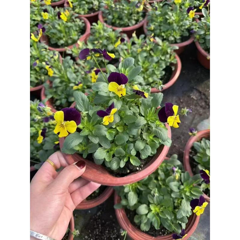 三色堇花大冬季耐寒草花猫脸花三色堇花苗盆栽地栽绿化苗多色包邮