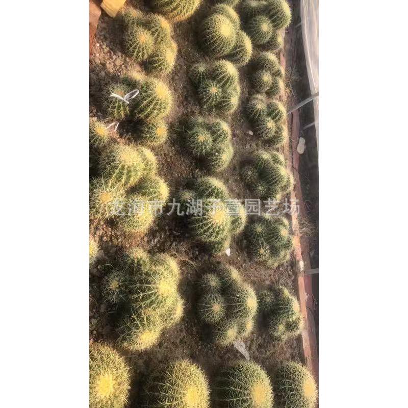 大多头金虎群沙生仙人掌多肉植物景观造景盆栽景观仙人球植物