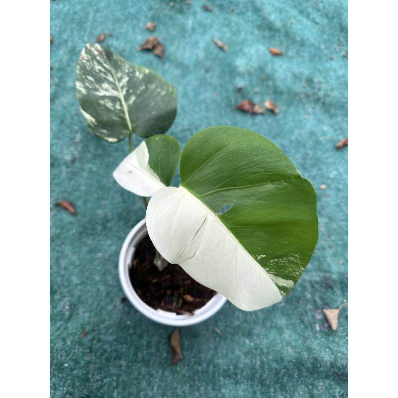 白锦龟背竹阴阳白龟绿植热植锦化植物网红观叶室内植物一物一拍