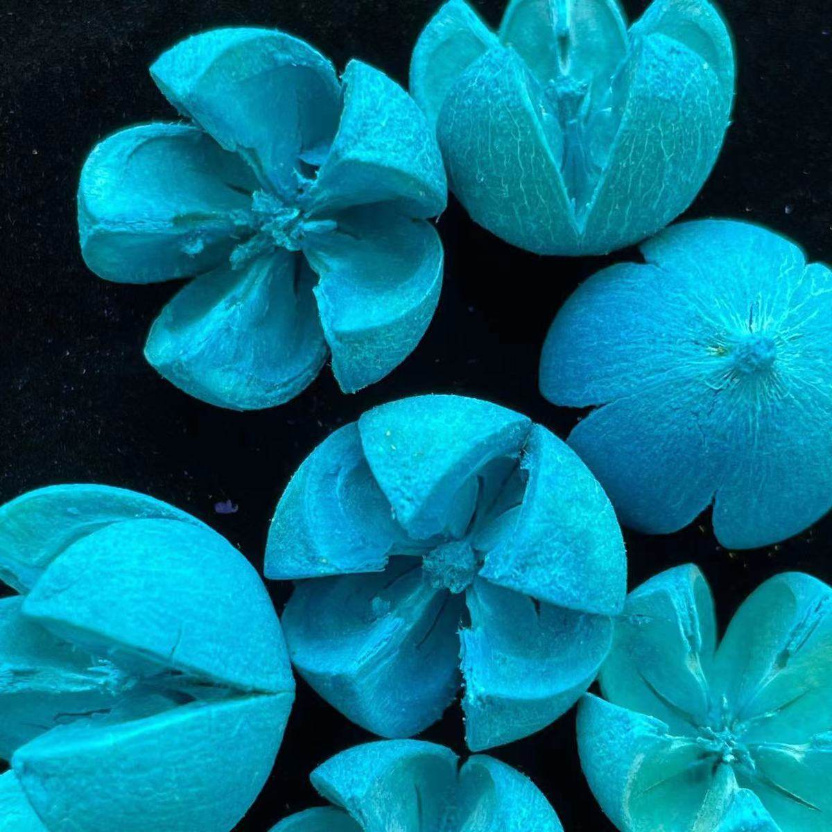 十字开心果开口笑干花材料批发 手工diy干花工艺品原材料彩色果