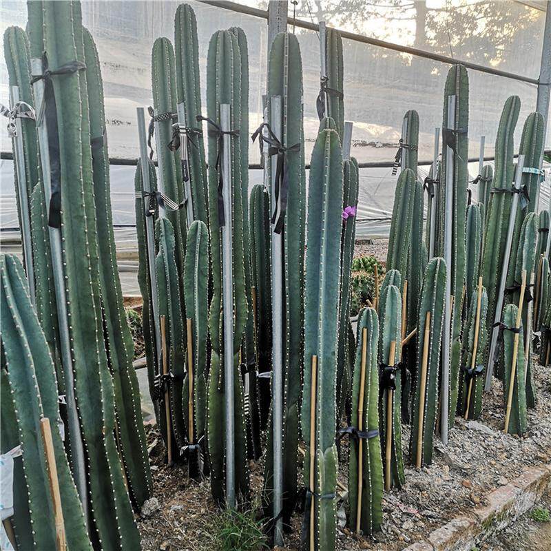 量天尺仙人柱无刺天轮柱1-2米盆栽组合品种沙生植物景观工程实例