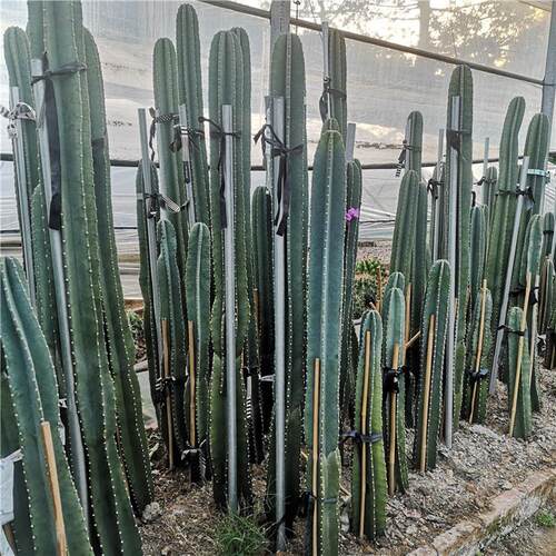 量天尺仙人柱无刺天轮米1-2柱盆栽组合品种沙生植物景观工程实例