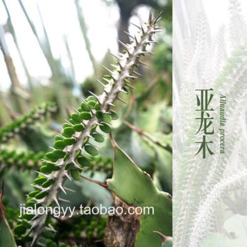 厂家亚龙木群生分叉景观造型植物沙生植物造景设计大苍炎龙沙漠