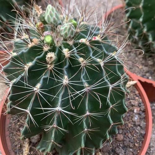 龙王群生多头批发开花机器基地仙人球