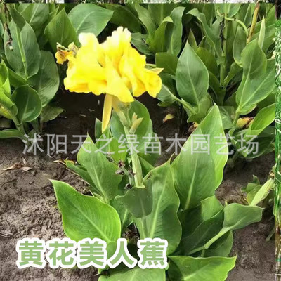 水培水生花卉美人蕉旱伞湿地水竹再力花黄菖蒲千屈菜苗池塘草植物