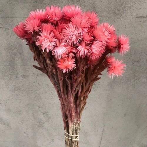 雪莲进口干花带杆子旱植物 插花 工艺品 浮游瓶 配草