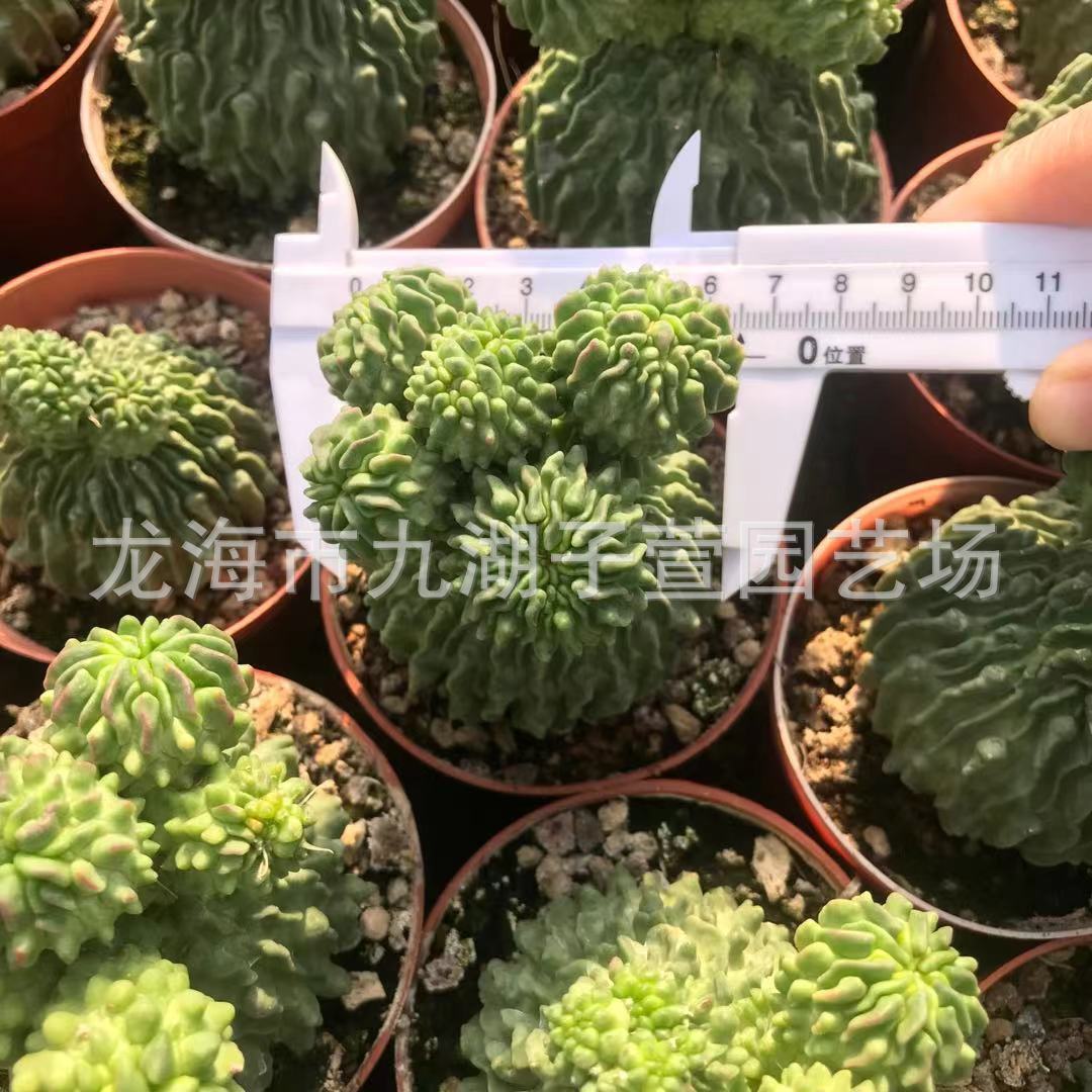 多肉植物5-7cm无群生蝌蚪球精子球仙人球多头刺多棱玉基地批发