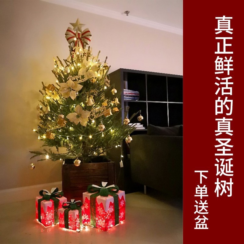 真的的诺贝松真树松树圣诞节绿植圣诞树盆栽真树活的挪威云杉