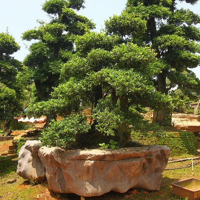 金弹子苗圃基地直供园林景观金弹子盆景绿化造型带金弹子观果批发
