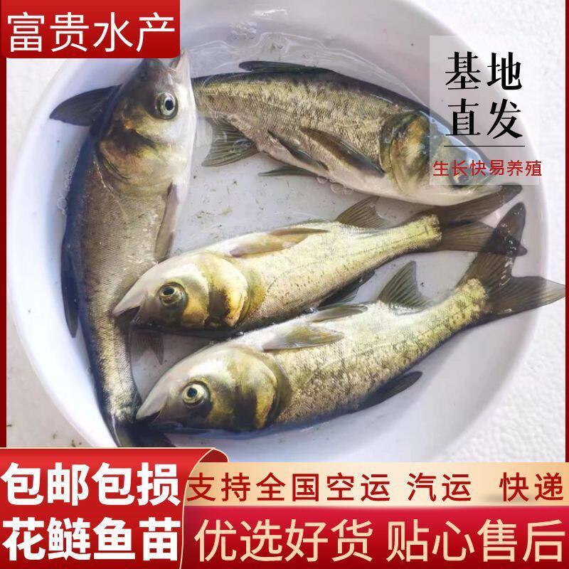 花鲢鱼苗黑鲢鱼苗鱼苗大头胖头鱼苗大头鱼苗优质鲜活