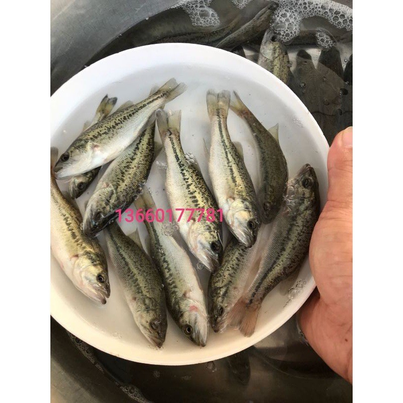 优质鲈鱼苗加州鲈鱼大规格路亚苗大口黑包冷水鲈活包邮淡水
