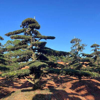 式基地工程庭院长飘斜飘临水湖南罗汉松造型树规格齐全现货批发