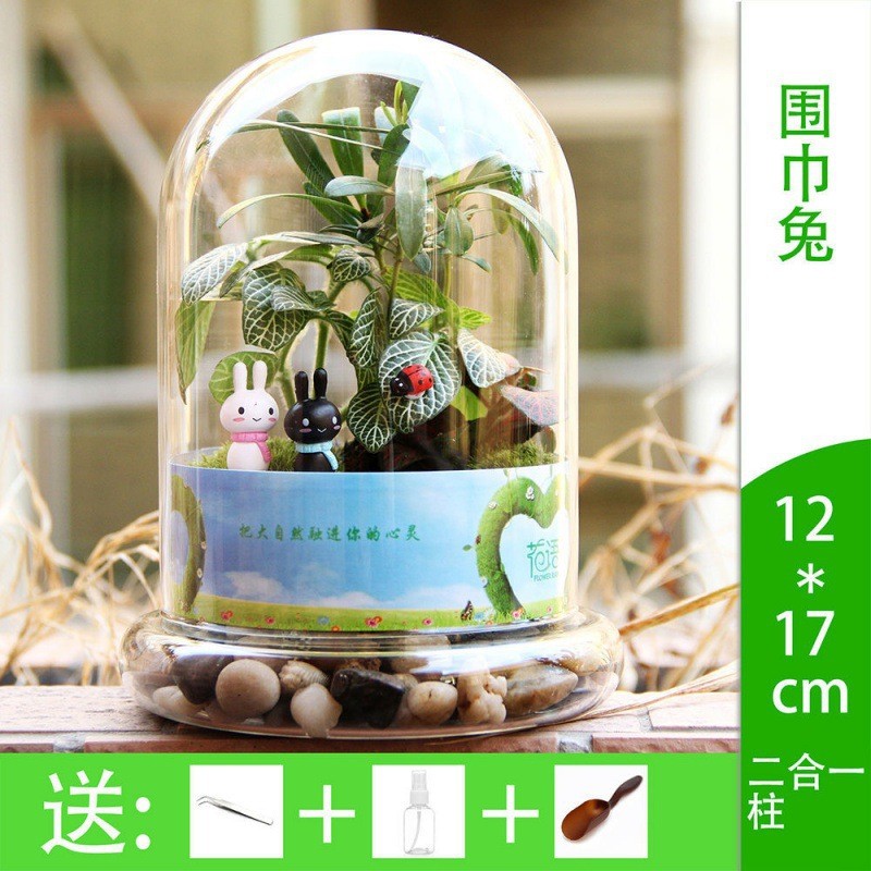 微景观摆件微观苔藓绿植物玻璃组合盆栽生态瓶材料包套装盆景