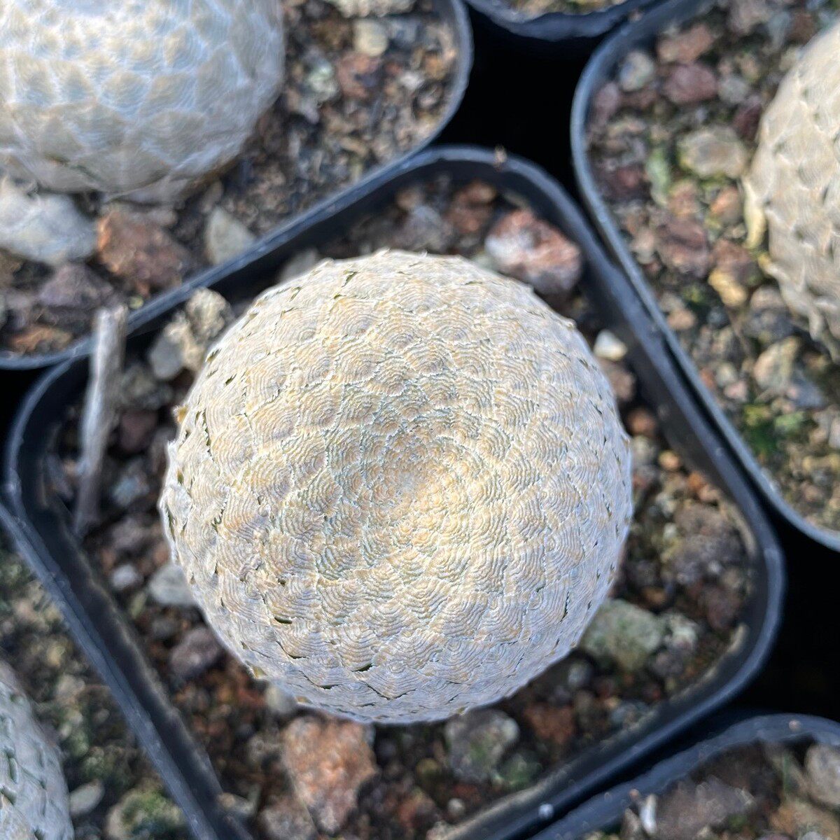 鱼鳞小盆栽仙人球多肉植物基地直发大戟小绿植
