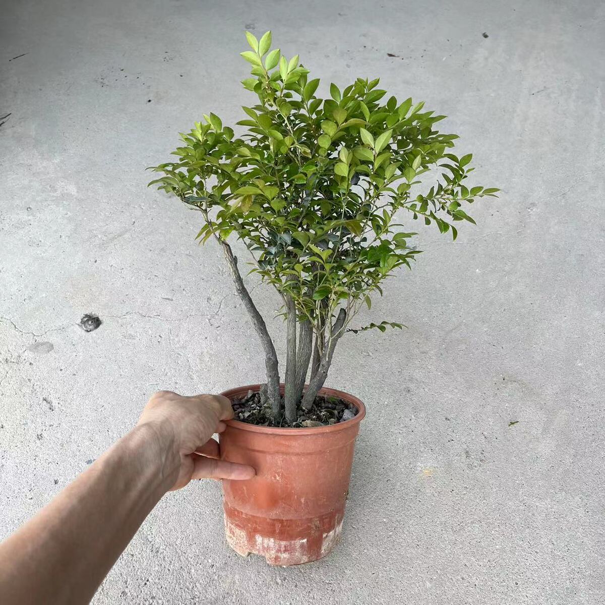 杆多小叶紫檀花卉盆景树桩黑骨茶室内盆景盆栽观赏四季常青