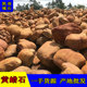 天然原石鱼池假山造景石黄色石头驳岸石草坪点缀园林景观石黄蜡石