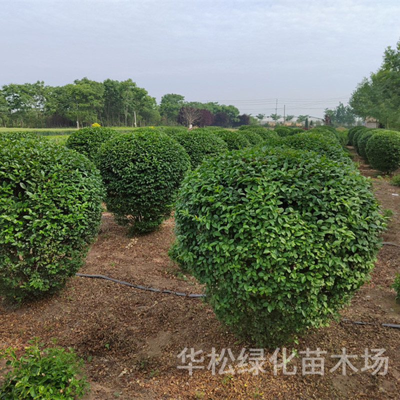 苗木女贞球道路花坛观赏小叶园林色块绿篱植物四季常青盆栽女贞球