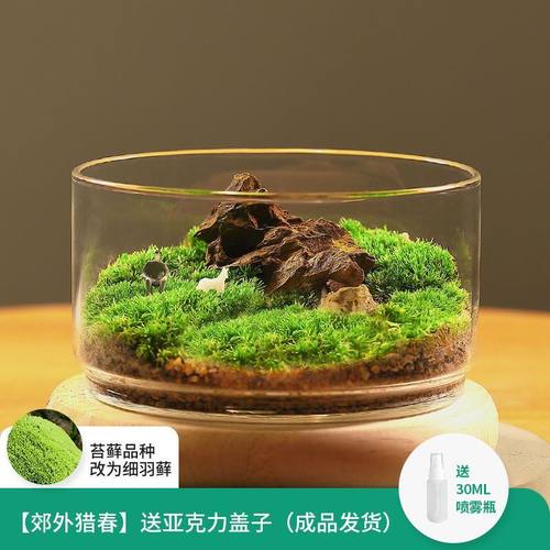 苔藓生态瓶闷养微景观系列种发货好桌面好养创意微缩苔藓摆件盆景