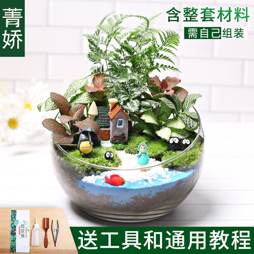 18切儿童种植生态瓶diy鲜活植物苔藓微景观材料包小盆栽创意套装