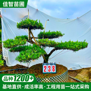 浏阳佳智小苗圃临水造型罗汉松造景观赏基地直发