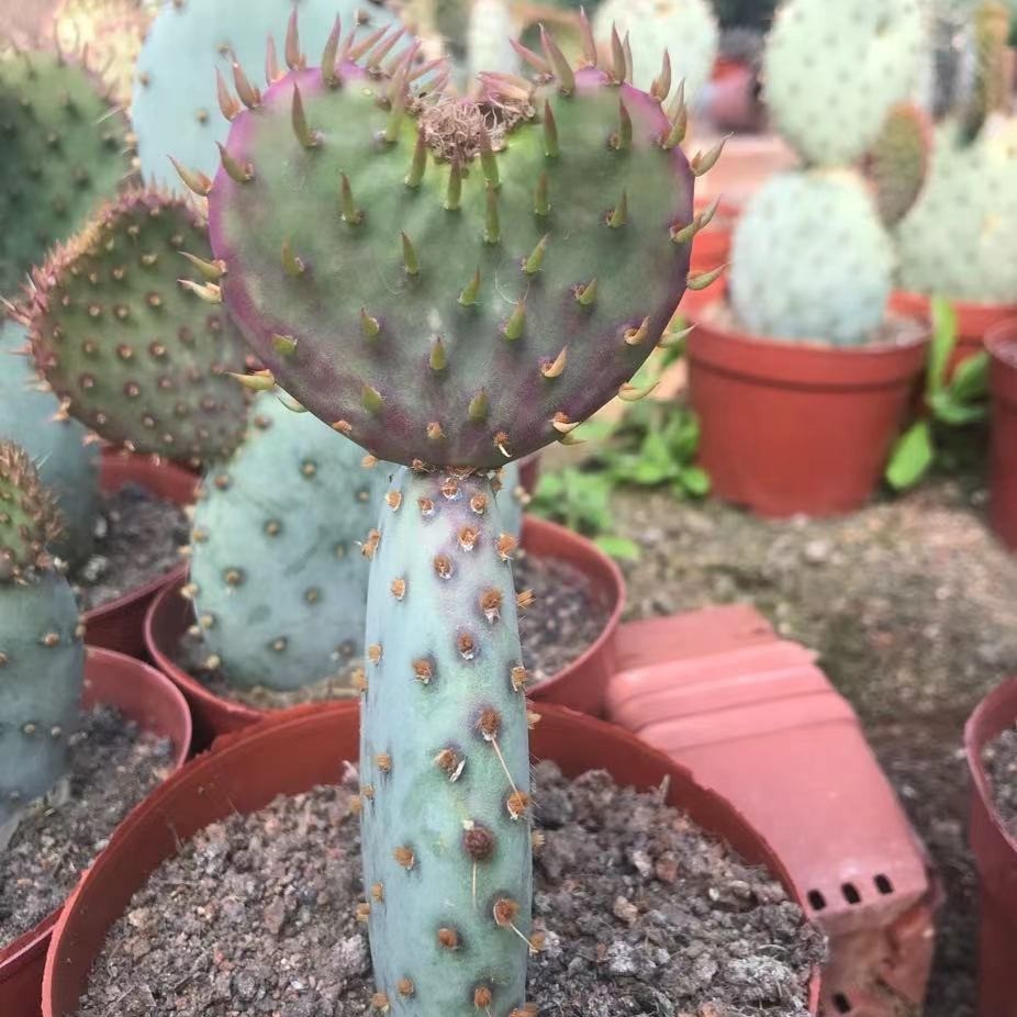 圣团扇塔丽仙人球开花仙人掌片