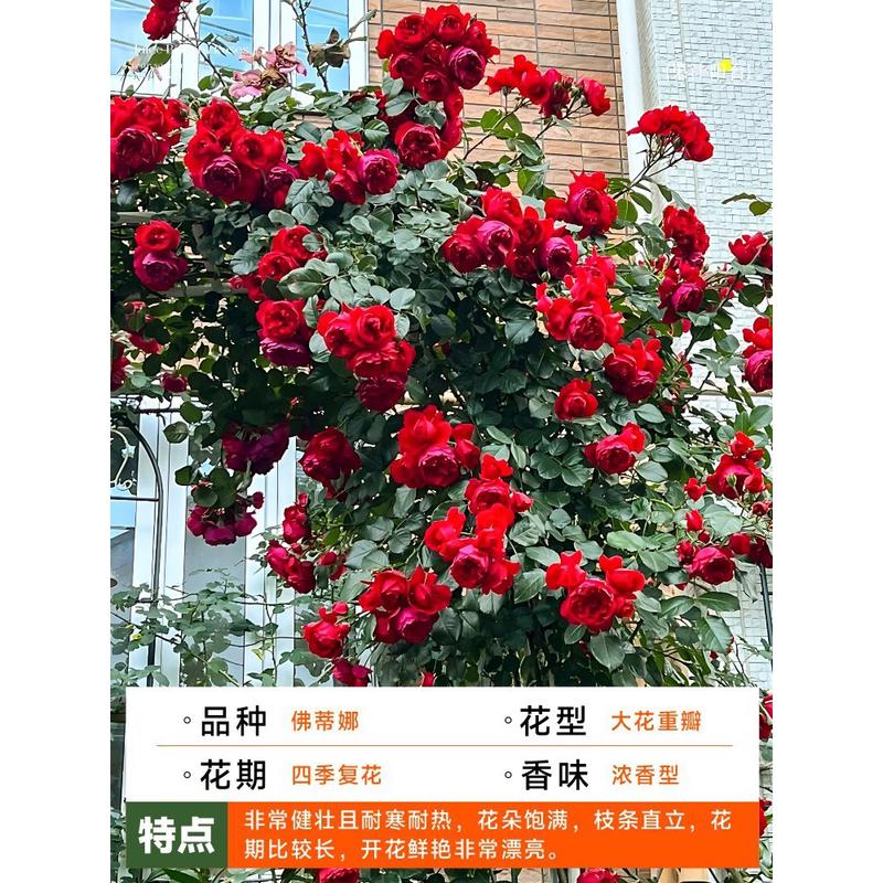 大室内多头棒棒糖阳台果汁阳台月季红花苗果汁灌木盆栽花玫瑰花苗