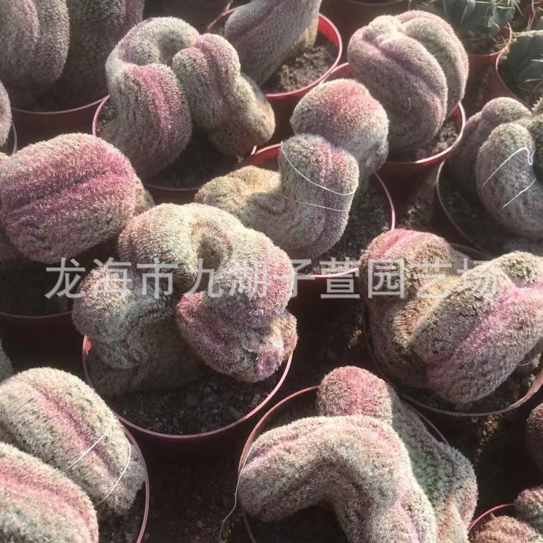 红太阳缀仙人球红太阳多肉植物化室内美观绿植仙人掌仙人柱盆栽