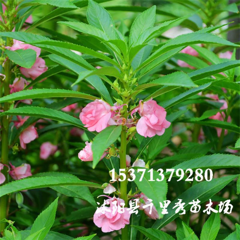 优惠凤仙花子急性子灯盏花小桃红指甲花当年新种量大批发质优价低