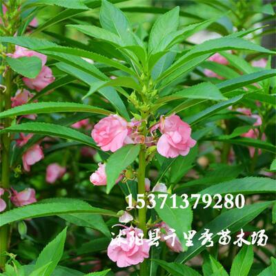 优惠凤仙花子急性子灯盏花小桃红指甲花当年新种量大批发质优价低