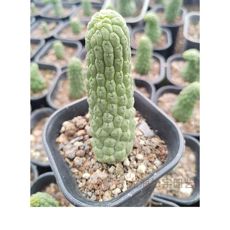 多肉植物约批发6-9cm自根佛头玉萝藦科仙人掌裸根花卉盆栽绿植
