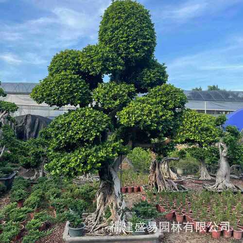 造型小叶榕桩头四川榕树桩头榕树盆景广西批发小叶榕桩景