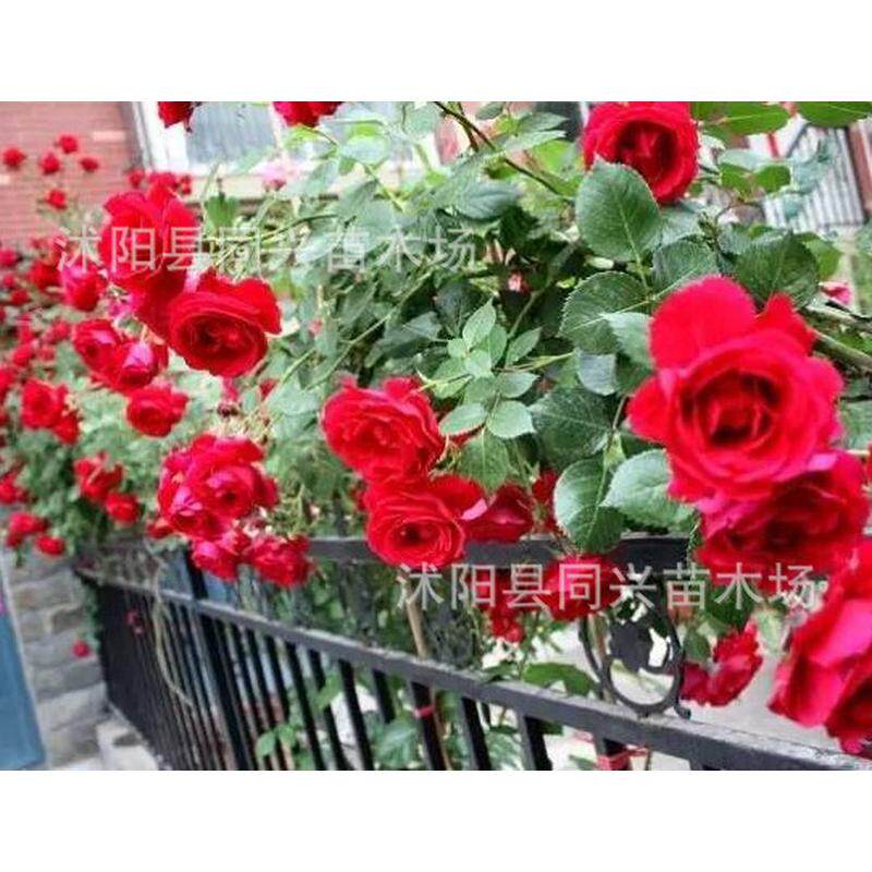 1.3-1.4爬藤植物藤本月季米庭院花卉盆栽