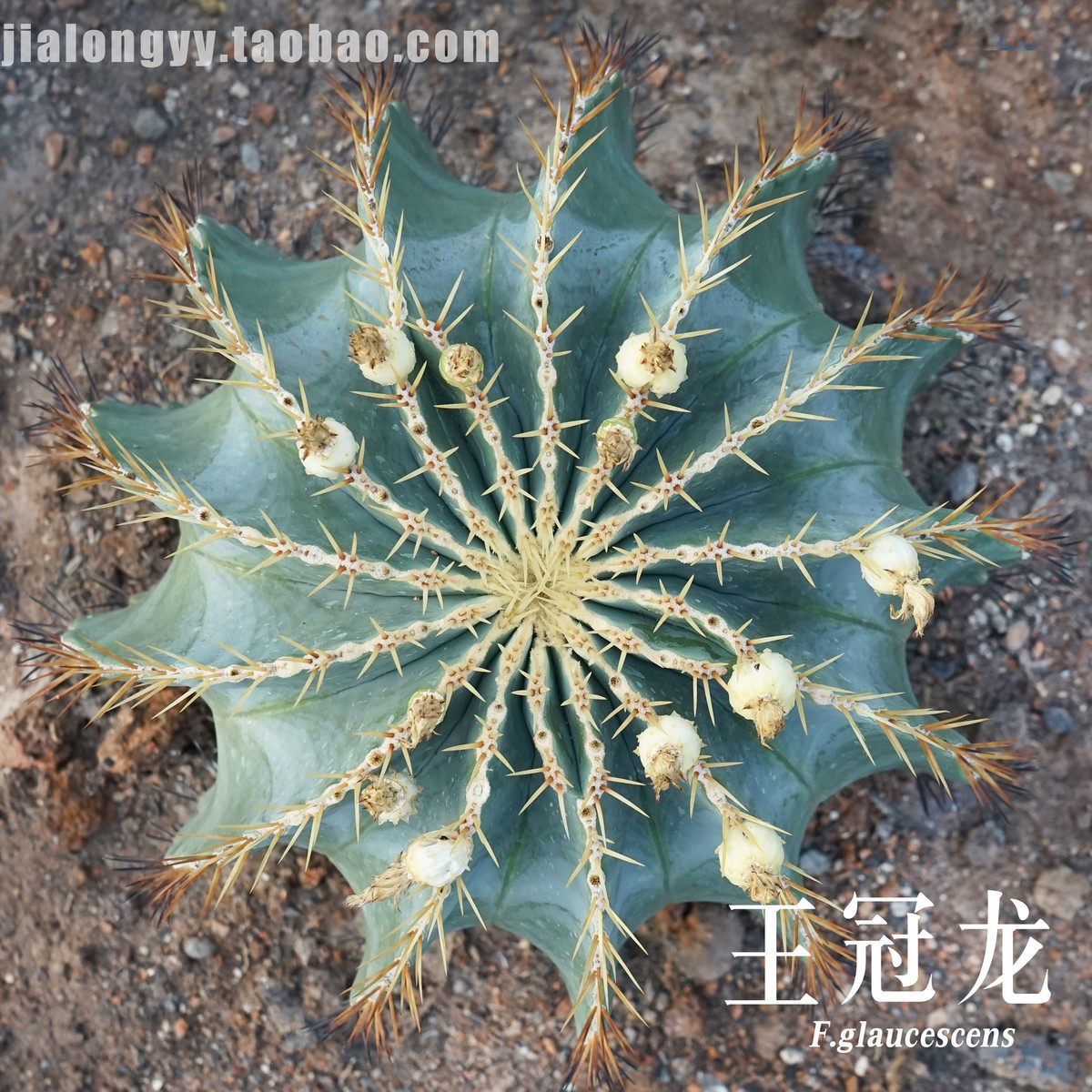 仙人球王冠龙蓝筒掌造景沙生植物大型植物花卉盆栽基地直发