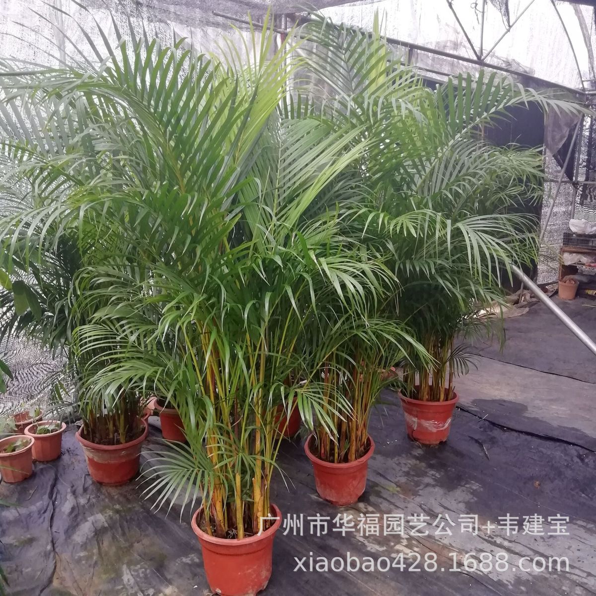 基地供应办公花卉观赏绿植散尾葵(高1.5米)盆栽园林绿化居家批发