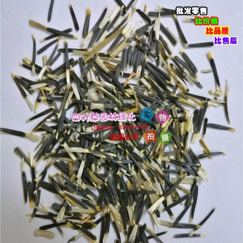四叶草园林供应各类草花种优惠优质万寿菊花籽花卉种籽量大籽
