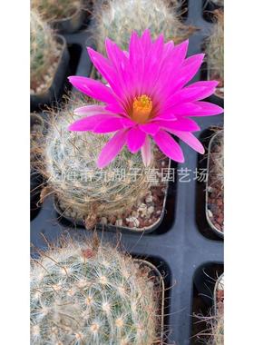 自根批发刺丽光殿3-4cm仙人球多肉植物盆栽景观沙生植物基地无